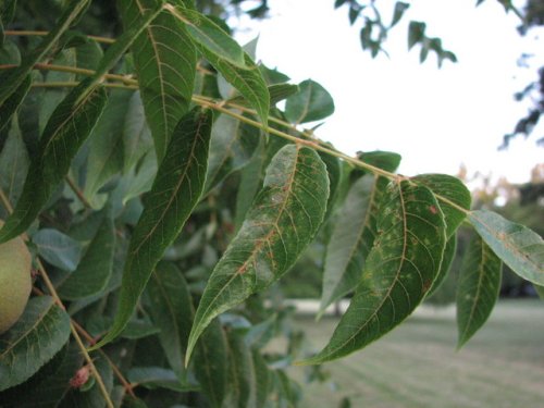 Black Walnut (Juglans nigra)