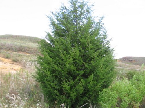 Red Cedar (Juniperus virginiana)