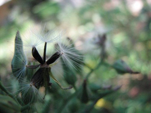 Florida Lettuce (Lactuca floridana)