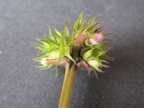 Purple Deadnettle (Lamium purpureum)