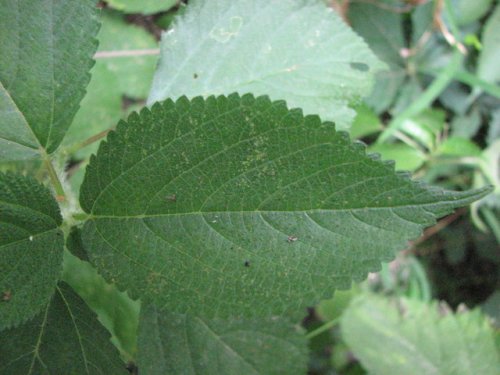 Canada Wood Nettle (Laportea canadensis)