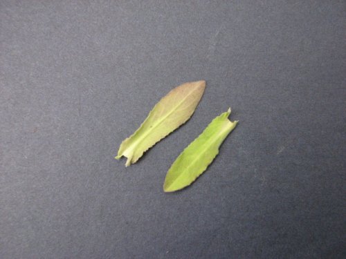 Field Peppergrass (Lepidium campestre)