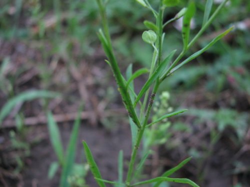 Prairie Pepperweed (Lepidium densiflorum)