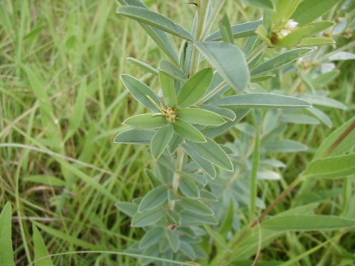 Round-headed Bush Clover (Lespedeza capitata)