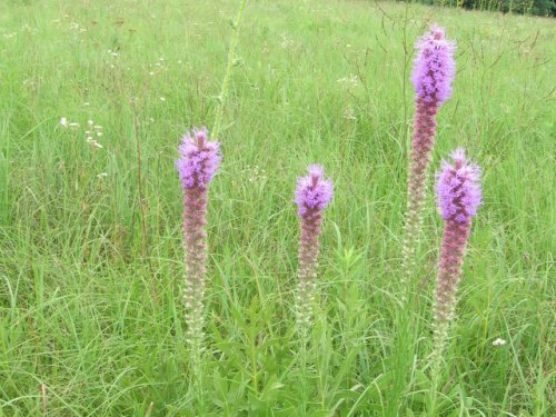 Thickspike Gayfeather (Liatris pycnostachya)