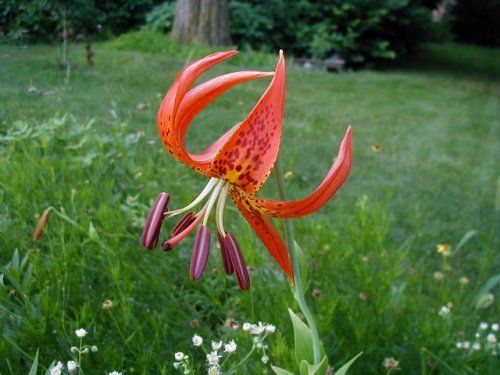 Michigan Lily (Lilium michiganense)