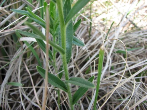 Hoary Puccoon (Lithospermum canescens)