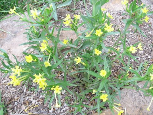 Fringed Puccoon (Lithospermum incisum)