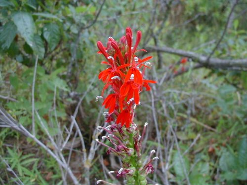 Cardinal Flower (Lobelia cardinalis)