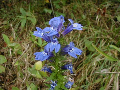 Great Blue Lobelia (Lobelia siphilitica)