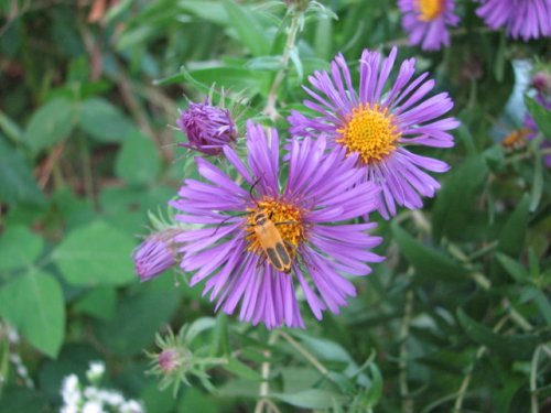 New England Aster (Aster novae-angliae)