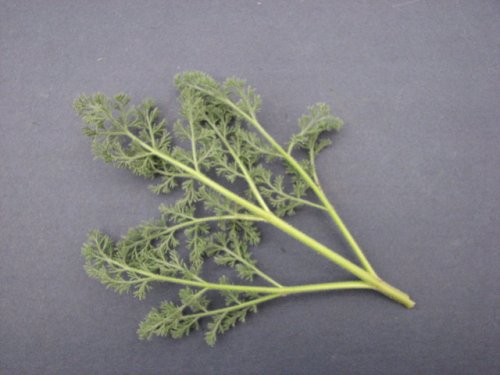 Desert Biscuitroot (Lomatium foeniculaceum)