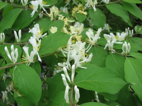 Amur Honeysuckle (Lonicera maackii)