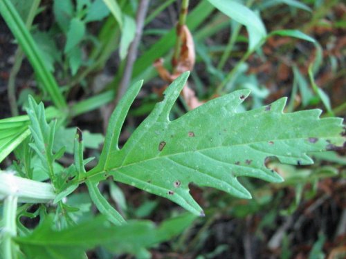 American Bugleweed (Lycopus americanus)