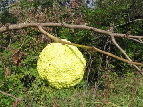 Osage Orange (Maclura pomifera)