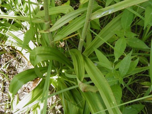 Virginia Bunchflower (Melanthium virginicum)