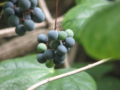 Moonseed (Menispermum canadense)