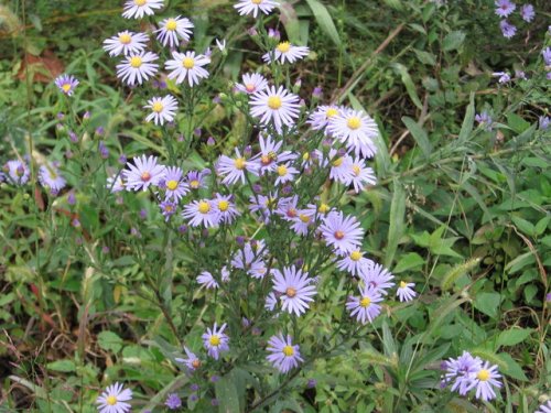 Smooth blue aster (Aster laevis)