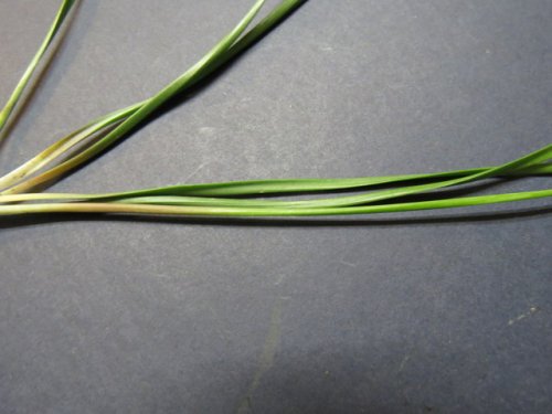 False Garlic (Nothoscordum bivalve)