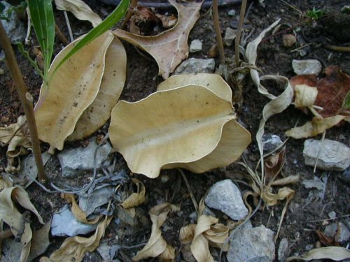 Missouri evening primrose (Oenothera macrocarpa)