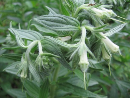 Western Marbleseed (Onosmodium molle)