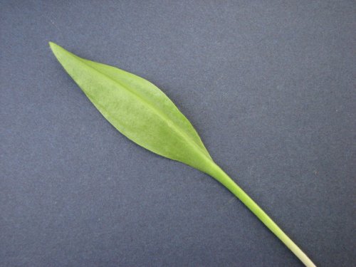 Adders Tongue Fern (Ophioglossum engelmannii)