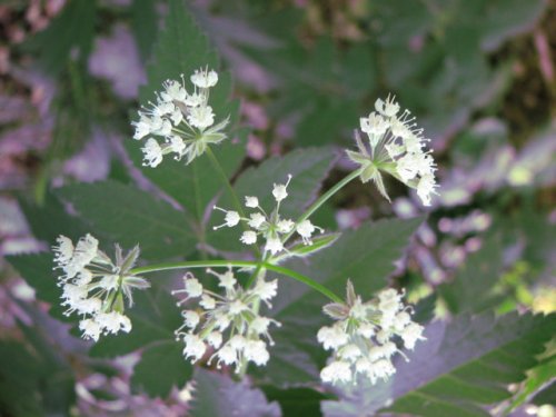 Anise Root (Osmorhiza longistylis)