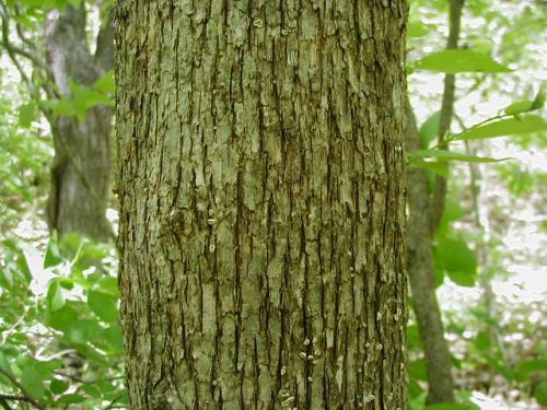 Hop Hornbeam (Ostrya virginiana)