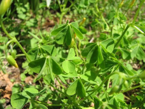 Gray-green Wood Sorrel (Oxalis dillenii)