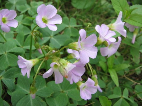 Violet Wood Sorrel (Oxalis violacea)