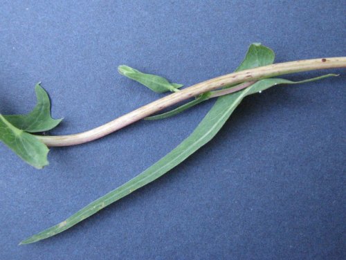 Willow Leafed Lettuce (Lactuca saligna)