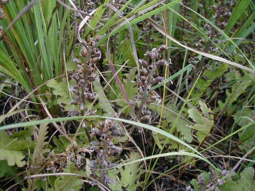 Common Lousewort (Pedicularis canadensis)