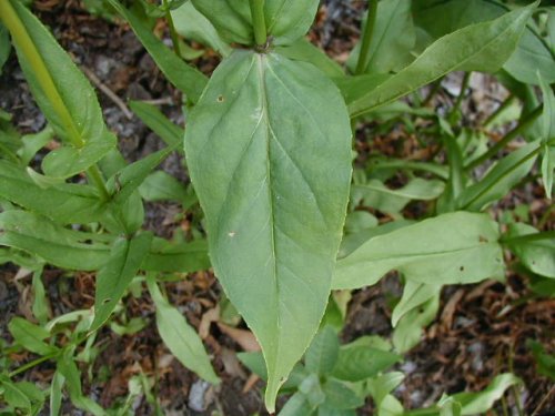 Foxglove Beardtongue (Penstemon digitalis)