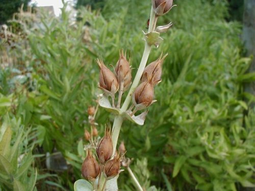 Large-flower beardtongue (Penstemon grandiflorus)