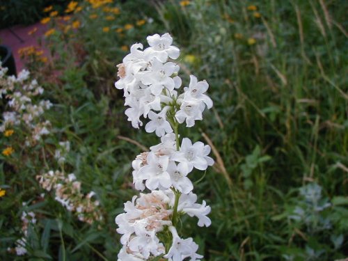 Tube Beardtongue (Penstemon tubiflorus)