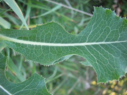 Prickly Lettuce (Lactuca serriola)