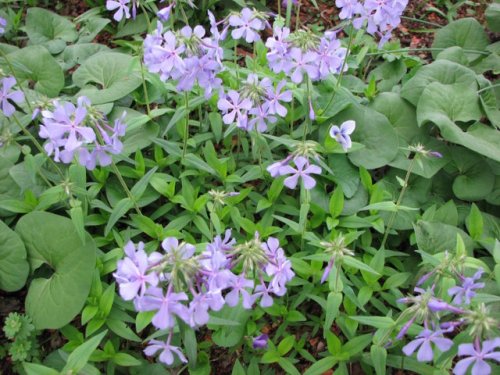 Blue Phlox (Phlox divaricata)