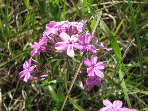 Prairie Phlox (Phlox pilosa)