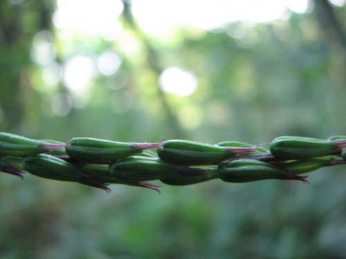 American Lopseed (Phryma leptostachya)