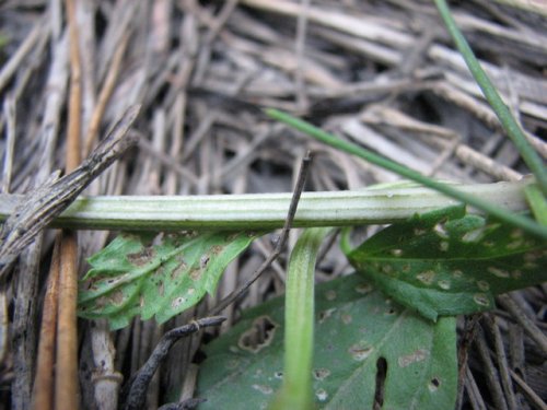 Lanceleaf Fogfruit (Phyla lanceolata)