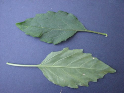 Long Leaf Ground Cherry (Physalis longifolia)