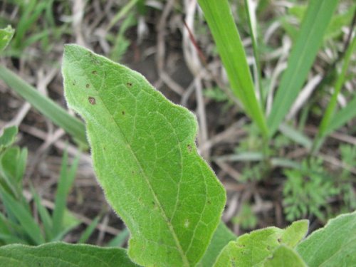 Prairie Ground Cherry (Physalis pumila)