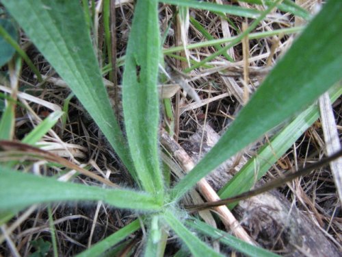 English Plantain (Plantago lanceolata)