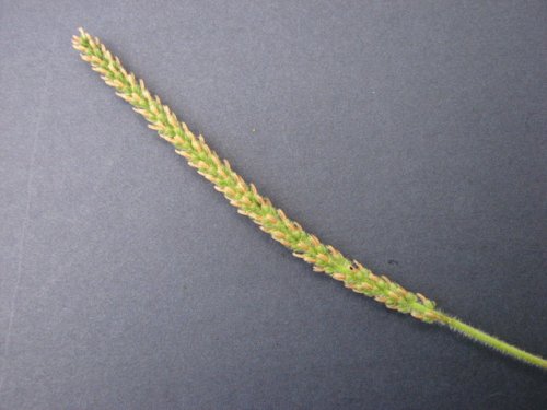 Plain-seeded Plantain (Plantago virginica)