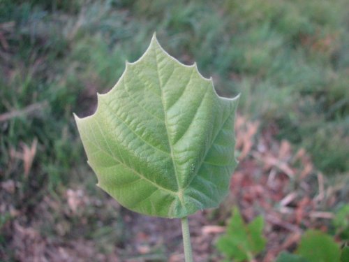 Common Sycamore (Platanus occidentalis)