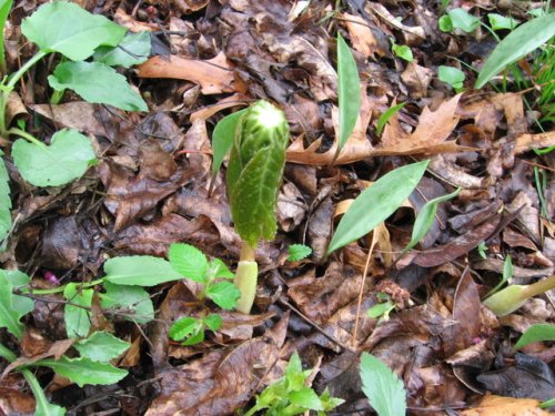 May Apple (Podophyllum peltatum)