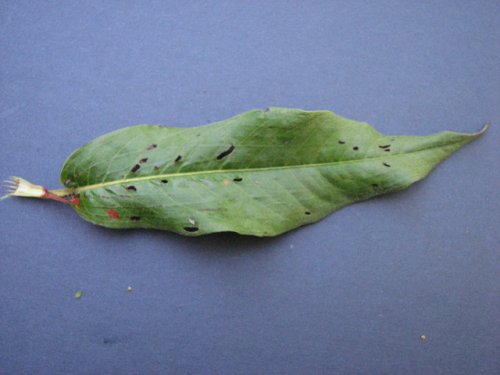 Swamp Smartweed (Persicaria amphibia)