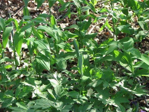 Solomon's Seal (Polygonatum biflorum)