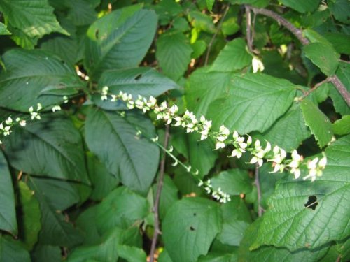 Virginia Knotweed (Polygonum virginianum)