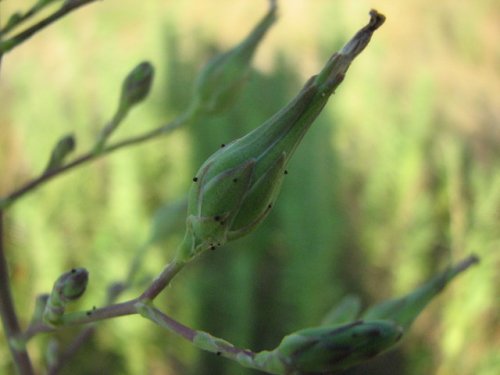 Canada Lettuce (Lactuca canadensis)